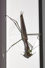 Coptopteryx gayi