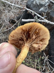 Pholiota highlandensis