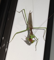 Coptopteryx gayi