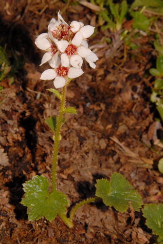 Image of Boykinia richardsonii by (c) Brian Finzel, some rights reserved (CC BY-SA)