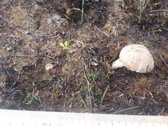 Agaricus