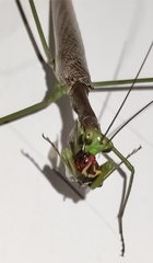Coptopteryx gayi