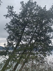 Juniperus maritima