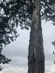 Juniperus maritima