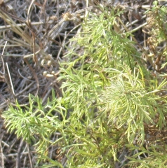 Eupatorium compositifolium