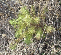 Eupatorium compositifolium
