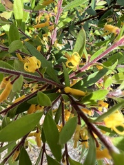 Persoonia myrtilloides