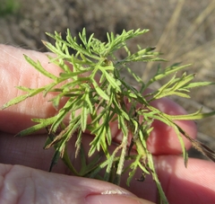Eupatorium compositifolium