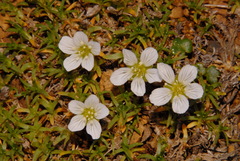 Cherleria arctica