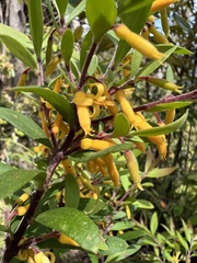 Persoonia myrtilloides