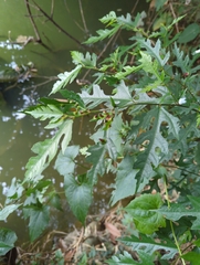 Ficus irisana
