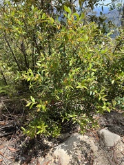 Persoonia myrtilloides