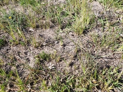 Trachyandra divaricata