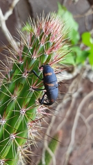 Cactophagus spinolae
