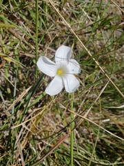 Oxalis smithiana