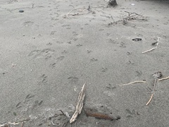 Charadrius vociferus