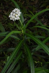 Asclepias angustifolia