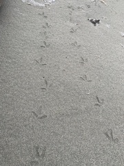 Charadrius vociferus