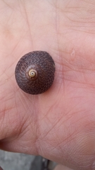 Chlorodiloma adelaidae