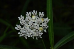Asclepias angustifolia