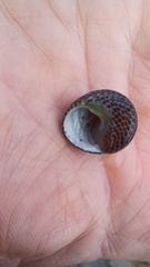 Chlorodiloma adelaidae