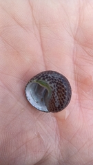 Chlorodiloma adelaidae