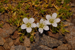 Cherleria arctica
