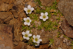 Cherleria arctica