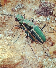 Cicindela interruptofasciata