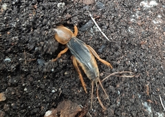 Gryllotalpa australis