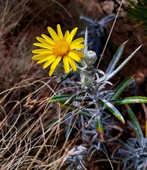 Senecio mairetianus