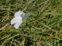 Oxalis smithiana