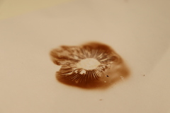 Hebeloma crustuliniforme