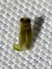 Corixoidea