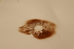 Hebeloma crustuliniforme