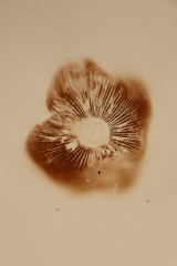 Hebeloma crustuliniforme