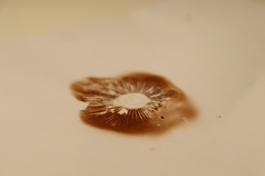 Hebeloma crustuliniforme