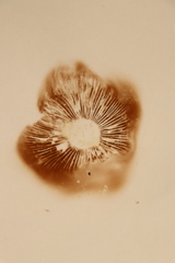 Hebeloma crustuliniforme