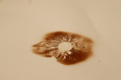 Hebeloma crustuliniforme