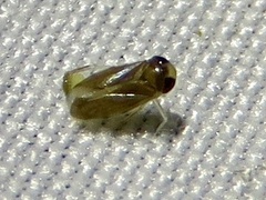 Corixoidea