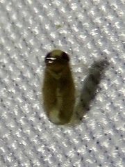 Corixoidea