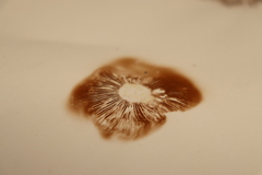 Hebeloma crustuliniforme