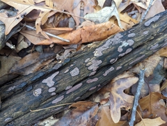 Hypoxylon rubiginosum