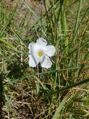 Oxalis smithiana