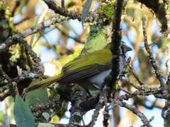 Saltator atriceps