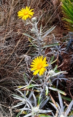 Senecio mairetianus