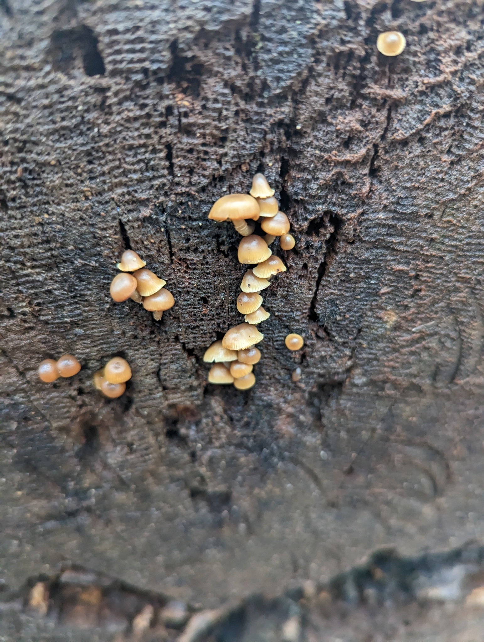 Mycena inclinata