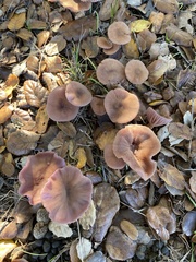 Laccaria amethysteo-occidentalis