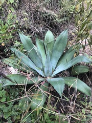 Agave seemanniana