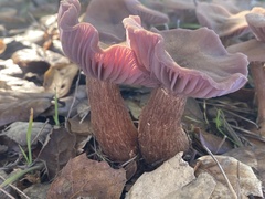 Laccaria amethysteo-occidentalis